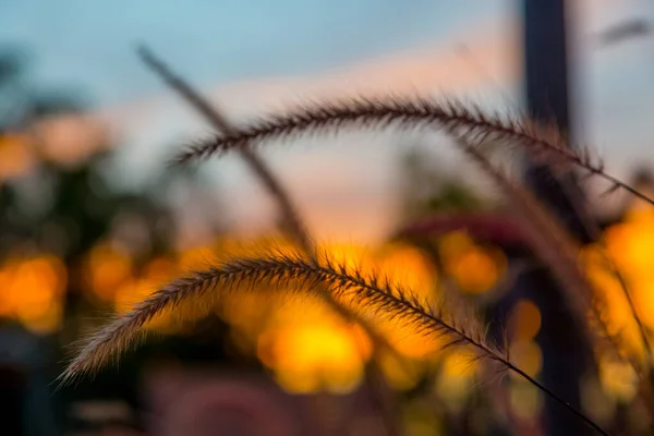 Iarbă Uscată Focalizare Moale Râs Auriu Apus Soare Fundal Bokeh — Fotografie, imagine de stoc