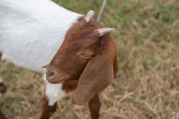 Brown Lovely Goat Looking Camera Green Nature Background — Stock Photo, Image