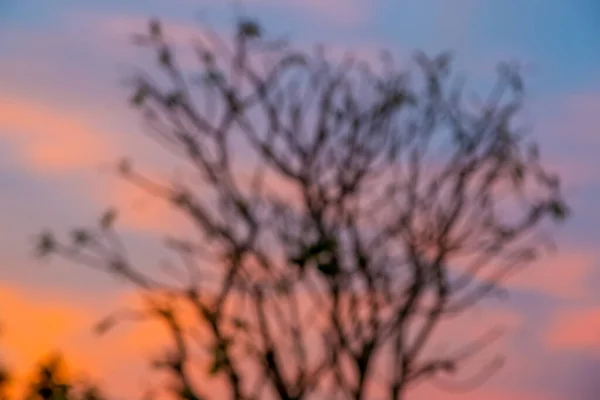 Unschärfe Und Weicher Fokus Der Baumnatur Goldenen Sonnenuntergang Mit Bokeh — Stockfoto
