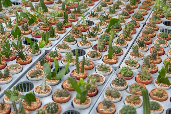 Reihe Von Mini Sorten Kakteenpflanzen Topfhintergrund — Stockfoto