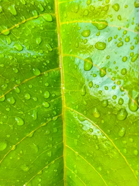 Foglia Verde Con Gocce Acqua Fondo Natura — Foto Stock