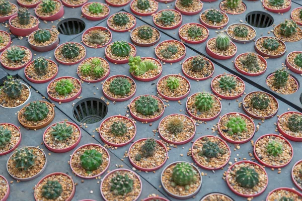 Rij Van Mini Variëteit Type Cactus Plant Pot Achtergrond — Stockfoto