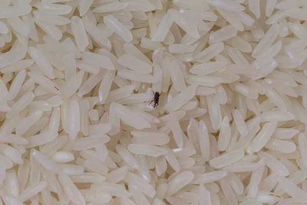 Close Weevil Rice — Stock Photo, Image