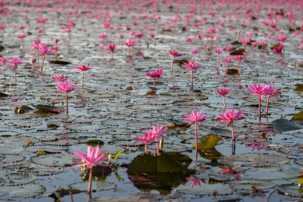 湖底开着紫色花的粉红色水百合 — 图库照片