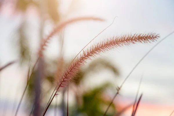 Trockenes Gras Mit Weichem Fokus Goldenem Sonnenuntergang Licht Mit Natur — Stockfoto