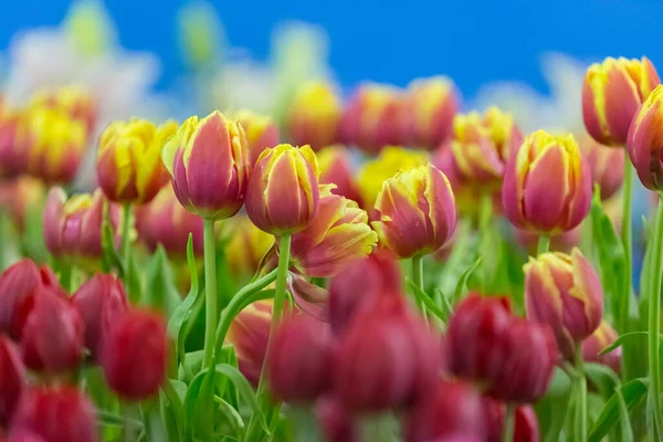 具有自然背景的郁金香花选择焦点 — 图库照片