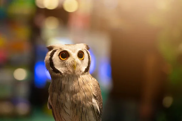 Lovely Baby Owl Big Eye Blur Background — Stock Photo, Image