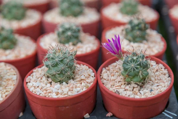 鍋の背景にミニ品種のサボテンの植物の行 — ストック写真