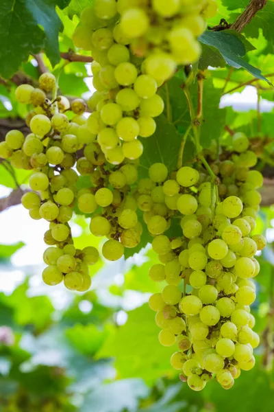 Şarap yapmak için ağaçta taze yeşil üzümler