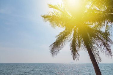 Hindistan cevizi, gökyüzü ve deniz güneşli bir günde tatil arka planında