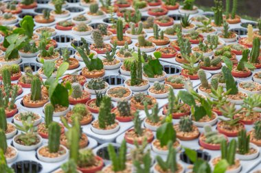 Arka planda küçük çeşitlilikte kaktüs bitkisi var.