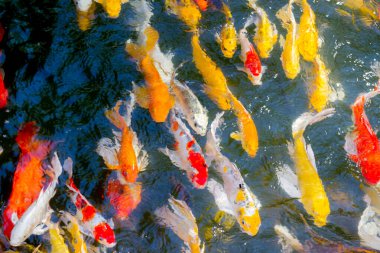 Koi balığı gölette mutlu ve kutsanmış bir şekilde yüzüyor.