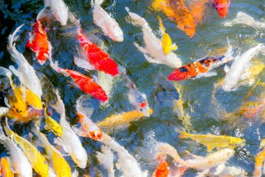 Koi balığı gölette mutlu ve kutsanmış bir şekilde yüzüyor.