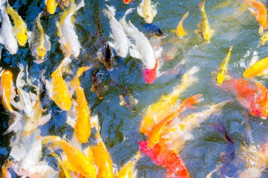 Koi balığı gölette mutlu ve kutsanmış bir şekilde yüzüyor.