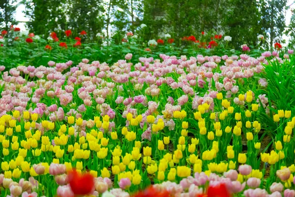 Kleurrijke Tulp Bloem Met Natuur Achtergrond — Stockfoto