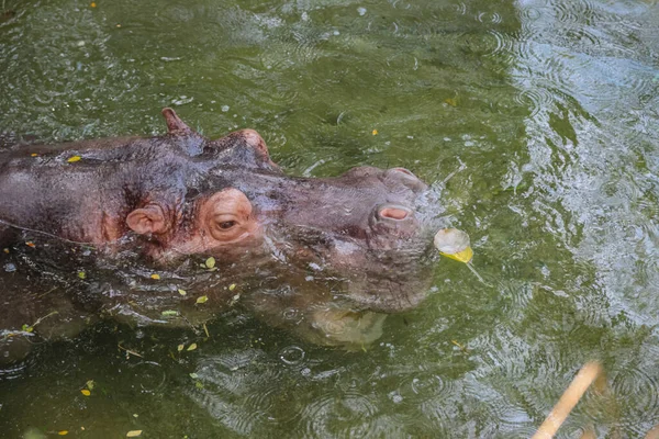 Hipopótamo Flotando Fondo Naturaleza Del Agua — Foto de Stock
