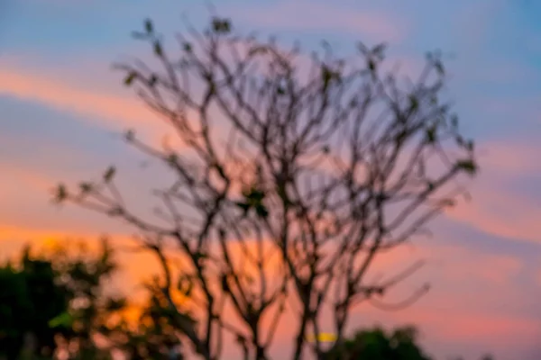 Blur Soft Focus Tree Nature Golden Sunset Ligh Bokeh Background — Stock Photo, Image