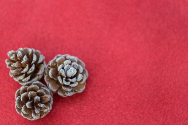 Kırmızı arka planda kurumuş çam topları