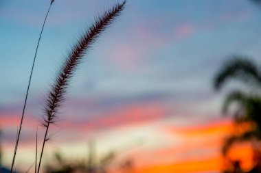 Altın günbatımında yumuşak odaklı kuru çimenler doğa arka planıyla aydınlık