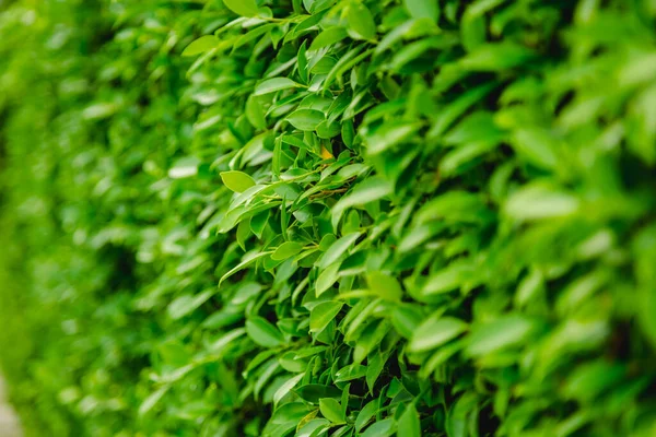 Foglie Verdi Natura Sfondo — Foto Stock