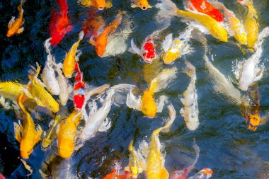 Koi balığı gölette mutlu ve kutsanmış bir şekilde yüzüyor.