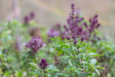 Doğada yetişen organik fesleğen ağacı bahçesi bitkisi