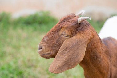 Kahverengi sevimli keçi yeşil arka planlı kameraya bakıyor