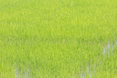 Yeşil pirinç bitkisi doğada organik olarak yetişiyor.