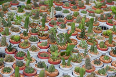 Arka planda küçük çeşitlilikte kaktüs bitkisi var.