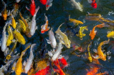 Koi balığı gölette mutlu ve kutsanmış bir şekilde yüzüyor.