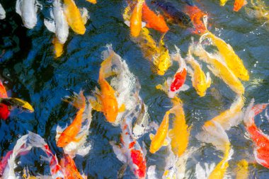 Koi balığı gölette mutlu ve kutsanmış bir şekilde yüzüyor.