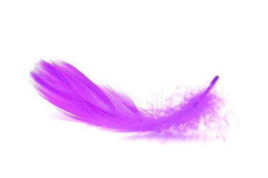 Beyaz arkaplanda izole edilmiş yumuşak Mor tüyü kapat