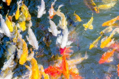 Koi balığı gölette mutlu ve kutsanmış bir şekilde yüzüyor.