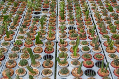 Arka planda küçük çeşitlilikte kaktüs bitkisi var.