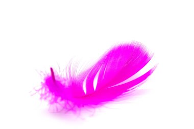 Beyaz arkaplanda izole edilmiş yumuşak Mor tüyü kapat