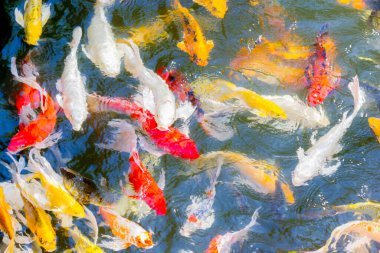 Koi balığı gölette mutlu ve kutsanmış bir şekilde yüzüyor.