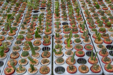 Arka planda küçük çeşitlilikte kaktüs bitkisi var.