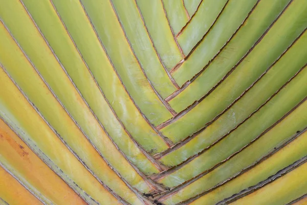 Texture Naturelle Tige Verte Palmier Laisser Utilisation Pour Fond — Photo