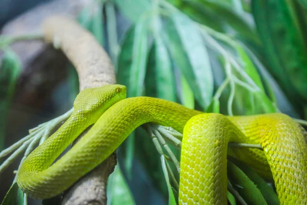 White Lipped Pit Viper Wandering Branch Background — Stock Photo, Image