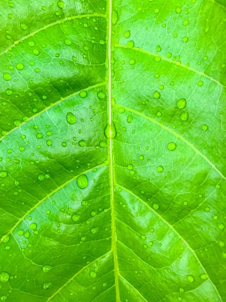 緑の葉に水滴の性質背景 — ストック写真