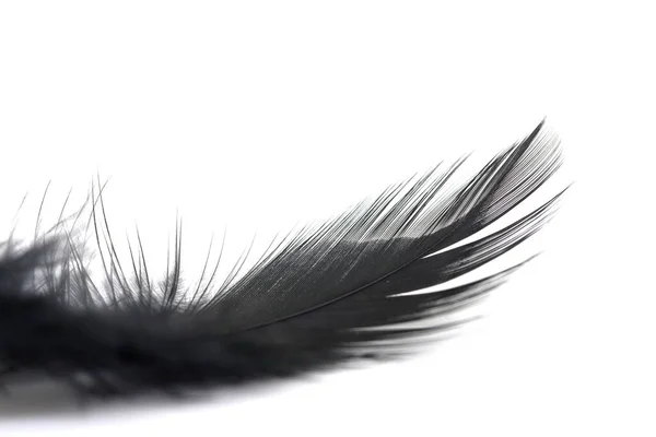 Close Small Soft Black Feather Isolated White Background — Stock Photo, Image