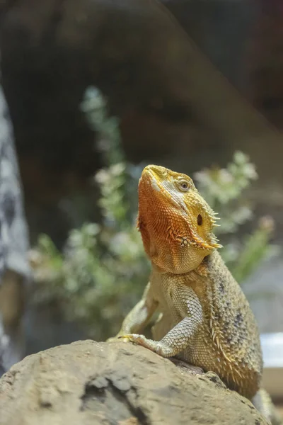 Lézard Désert Debout Regarder Autour Montrer Visage Avec Fond Nature — Photo