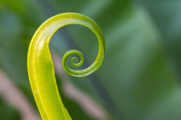 Круг Листья Зеленого Папоротника Фоне Природы — стоковое фото