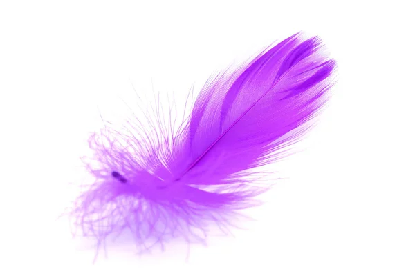 배경에 분리되어 부드러운 보라색 깃털의 — 스톡 사진