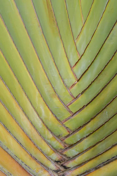 Texture Naturelle Tige Verte Palmier Laisser Utilisation Pour Fond — Photo