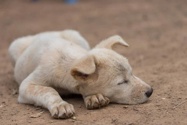 Pup Slaapt Grond Wachtend Eigenaar Met Wazige Achtergrond — Stockfoto