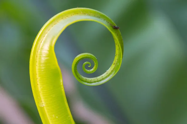 Hojas Círculo Del Helecho Verde Con Fondo Natural —  Fotos de Stock