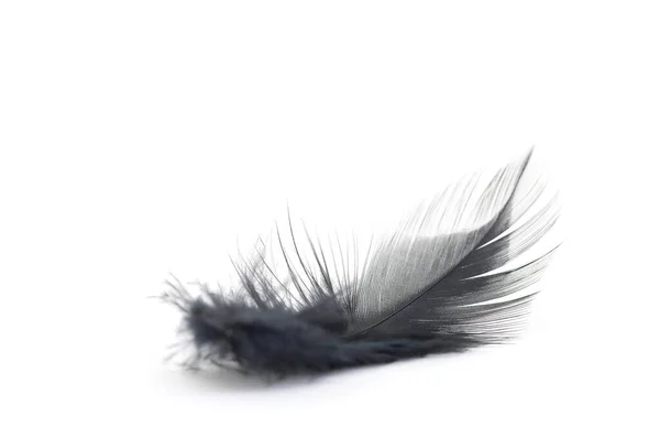 Close Small Soft Black Feather Isolated White Background — Stock Photo, Image