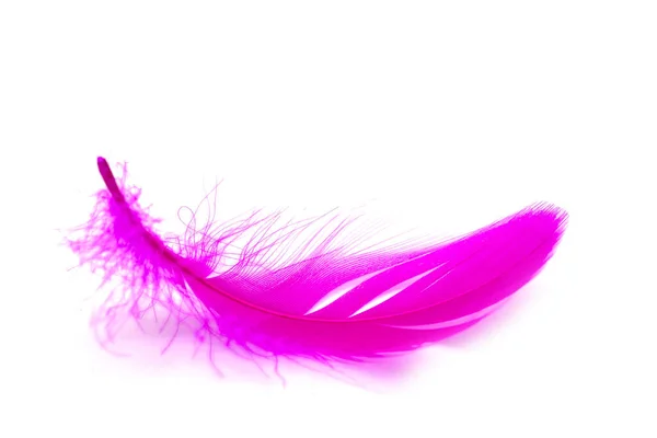 Close Soft Purple Feather Isolated White Background — Stock Photo, Image