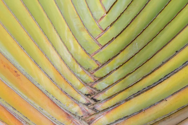 Textura Natureza Verde Palm Stalk Deixar Uso Para Fundo — Fotografia de Stock